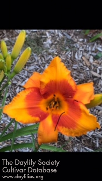 Daylily Show Me the Happy Face
