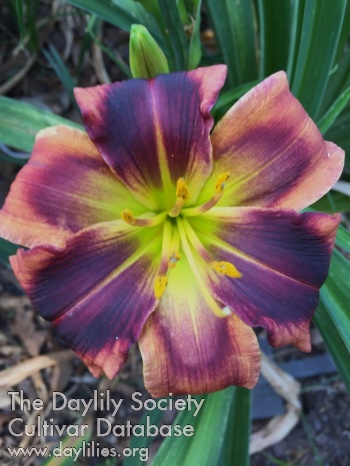 Daylily Showtime with the Brocks