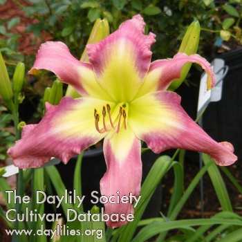 Daylily Sidewinder Oh Seven