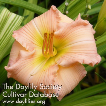 Daylily Significant Other