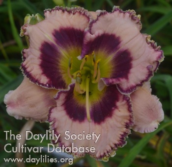 Daylily Silent Echo