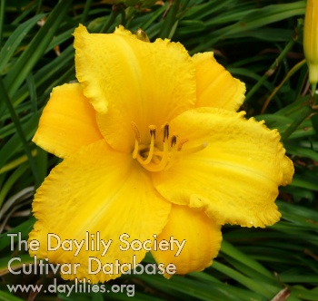 Daylily Silk and Honey