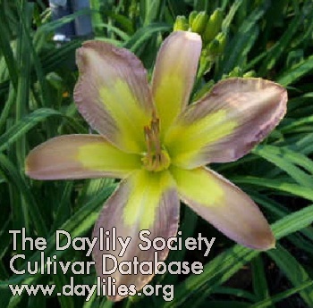 Daylily Silly Whimsey