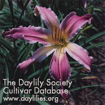 Daylily Silver Edgings