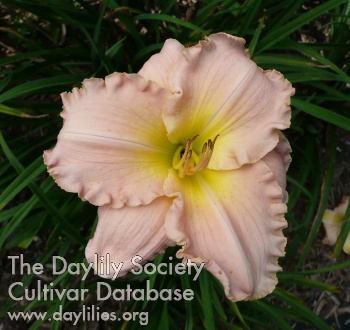 Daylily Simply Being Loved