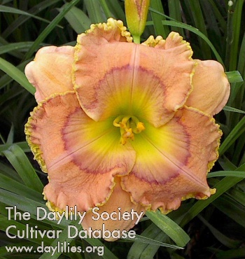 Daylily Simply Divine