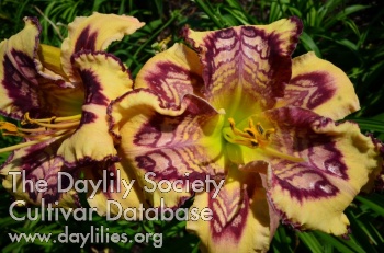 Daylily Simply Riveting