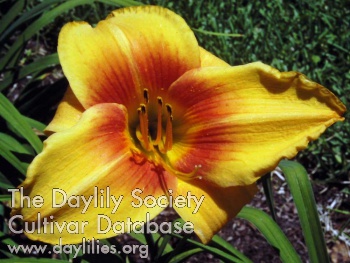 Daylily Sir Clyde