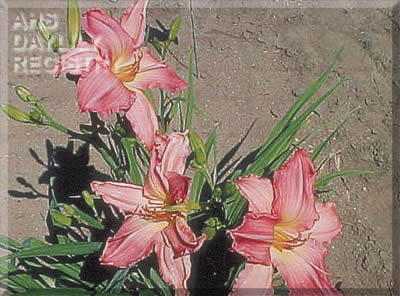 Daylily Sister's Pride Delight