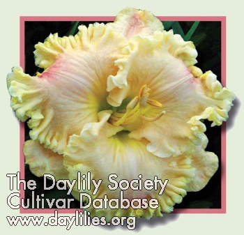 Daylily Sisters of Mercy