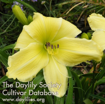 Daylily Slade Brown