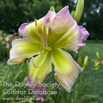 Daylily Slow Painting