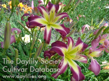 Daylily Small World Ocean Storm