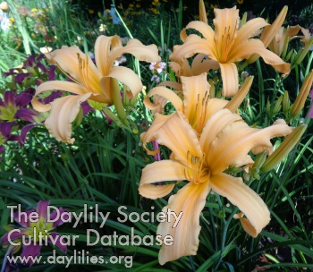 Daylily Small World Tropical Relaxation