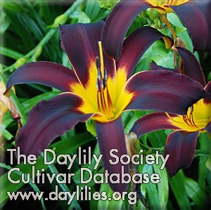 Daylily Small Carbon Footprint