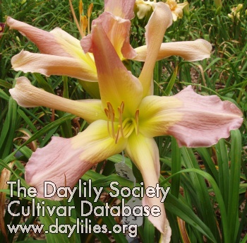 Daylily Small World Helicopter