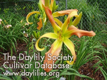 Daylily Small World Laughing All the Way