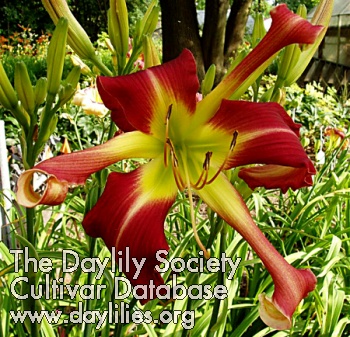 Daylily Small World Which Way Did He Go