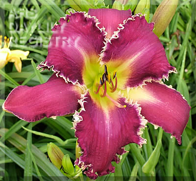 Daylily Snaggle Tooth