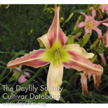 Daylily Snickerdoodle