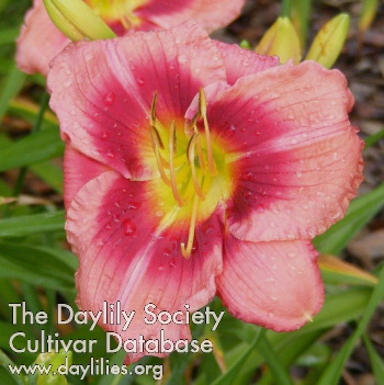 Daylily So Excited