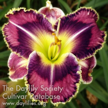 Daylily Solid Candy Flows like Liquid