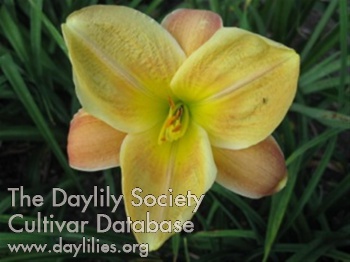 Daylily Something Different