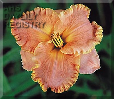 Daylily Something to Declare