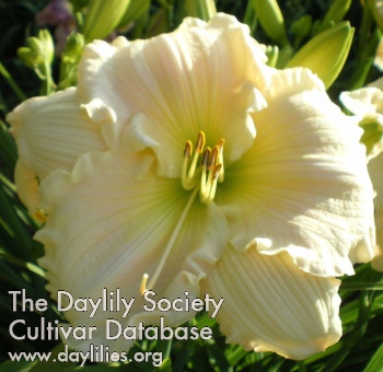 Daylily Song of Promise