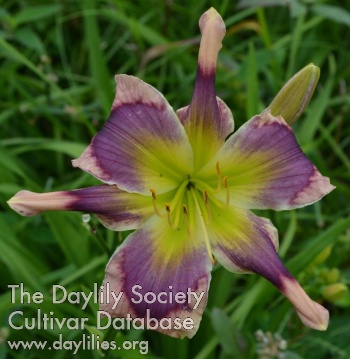 Daylily Song of a Knight's Sword