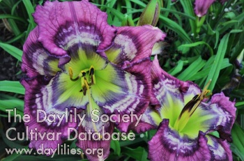 Daylily Sonic Tempo