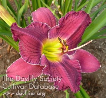Daylily Sonic Waters