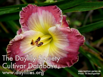 Daylily Sonnenfinsternis