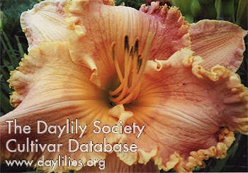 Daylily Sonnie Mika Miller