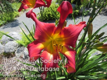 Daylily Son of a Sea Cook