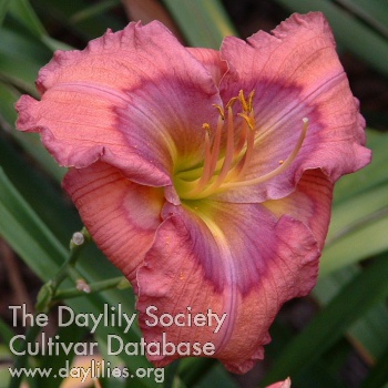 Daylily Soothsayer