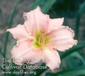 Daylily Sophisticated Miss