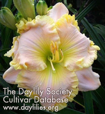 Daylily Sophisticated Ruffles