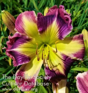 Daylily Soundtrack to Your Escape