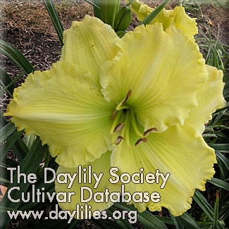 Daylily Sour Puss