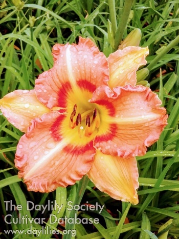 Daylily Source of the Light