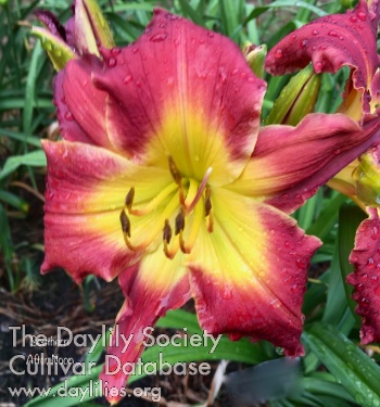 Daylily Southern After Noon