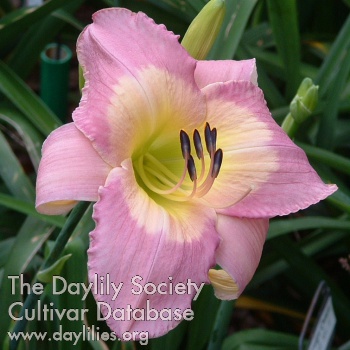 Daylily Sovereign Queen