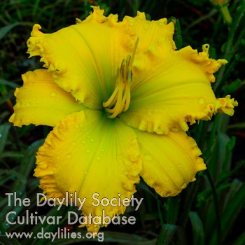 Daylily Spacecoast The Green Mile