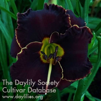 Daylily Spacecoast Back in Black