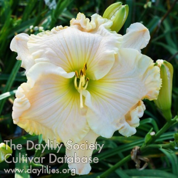 Daylily Spacecoast Christmas Pearl