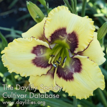Daylily Spacecoast Divide and Conquer