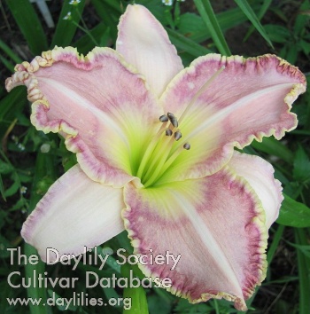 Daylily Spacecoast Double Edge