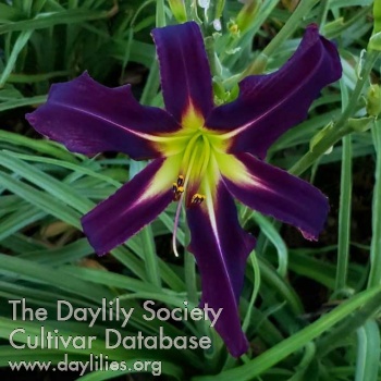 Daylily Spacecoast Knight Moves