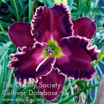 Daylily Spacecoast Satisfaction
